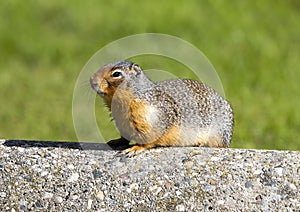 Standing Guard