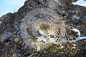 Standing guard on mountain side