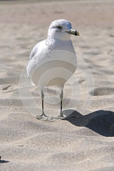 Standing gull
