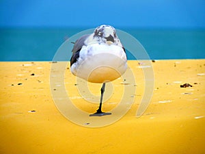 Standing Gull on the Gulf of Mexico