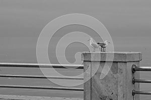Standing gulls on the railing of embankment, waterfront on the background of the sea