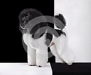 Standing harlequin toy poodle