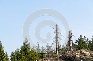 Standing high tree stumps in a clear cut forest area