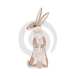 Standing on Hind Legs Hare or Jackrabbit as Swift Animal with Long Ears and Grayish Brown Coat Vector Illustration