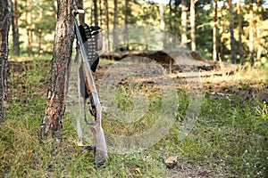 Standing hunting rifle and cartridges in a bandoleer near the tree