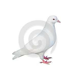 Standing isolated white dove