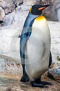 Standing on its feet penguin portrait