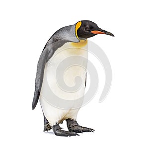 Standing King penguin looking down