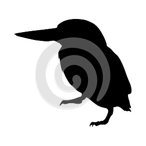 Standing Kingfisher Bird Coraciiformes On a Side View Silhouette Found In Wetlands and woodlands worldwide