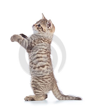 Standing kitten cat side view isolated on white