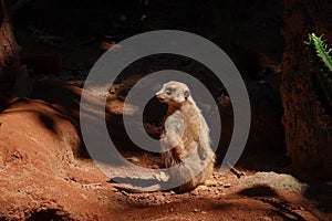 A standing and looking meerkat,cute,wild
