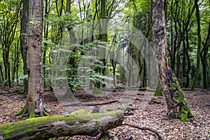 These standing and lying tree trunks with moss and fungi seem to form a picture frame towards the Speuldersbos near Putten