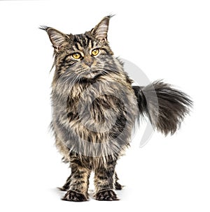 Standing Maine coon, isolated