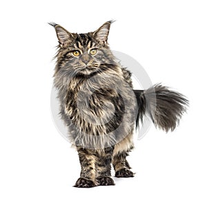 Standing Maine coon, isolated