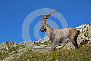 Standing male alpine ibex with big horns