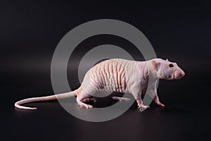 Standing male hairless rat Dumbo Sphynx breed.