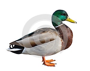 Standing mallard duck drake isolated on white