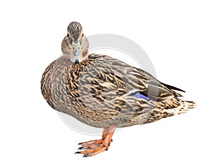 Standing mallard duck isolated on white photo