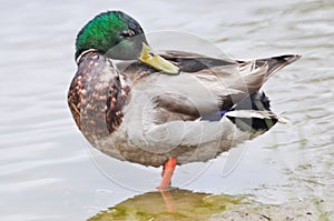 Standing Mallard duck in a lake