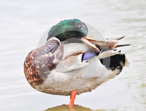 Standing Mallard duck in a lake