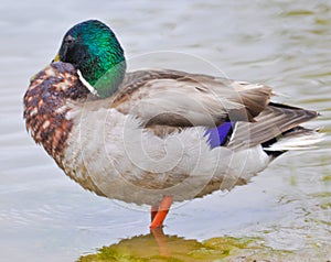 Standing Mallard duck in a lake