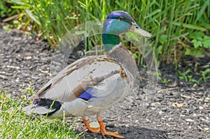 A Standing Mallard duck watching out on green grass at noon