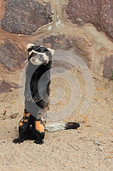 Standing marbled polecat