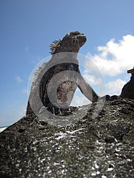 Standing Marine Iguana