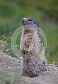 Standing marmot ready to whistle