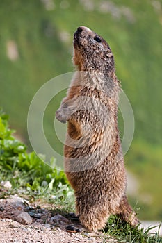Standing marmot in Switzerland Alps photo