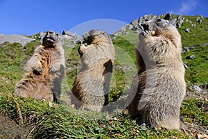 Standing marmots in the mountains eat with their paws