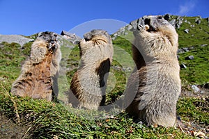 Standing marmots in the mountains eat with their paws