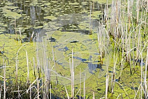 Standing marsh water with green algae floating on the surface be