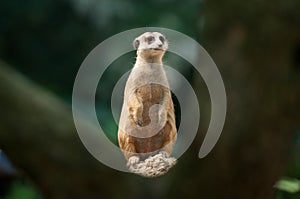 Standing Meerkat