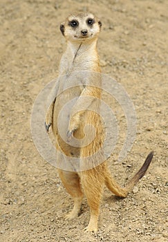 Standing Meerkat