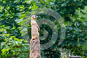 standing meerkat on guard, on top of the termite mound