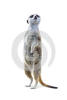 Standing Meerkat Isolated photo