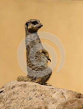Standing meerkat Suricata suricatta