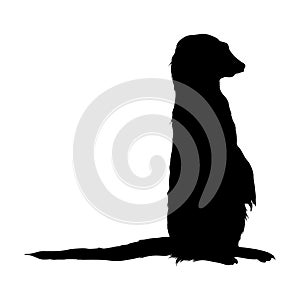 Standing Meerkat Suricata suricatta On a Side View Silhouette Found In Map Of Africa. Good To Use For Element Print Book