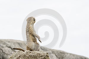 Standing meerkat, suricate, Suricata suricatta, looking behind