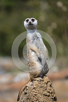 A standing meerkat. photo