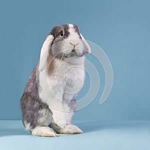 Standing mini-lop rabbit