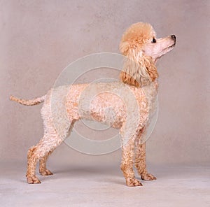 Standing miniature apricot poodle