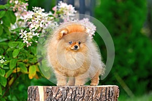 Standing miniature spitz puppy