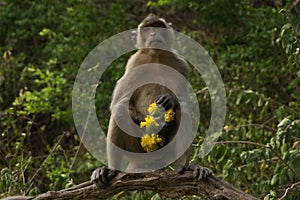 A standing monkey holding yellow flowers