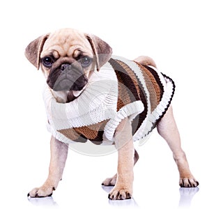 Standing mops dog wearing clothes