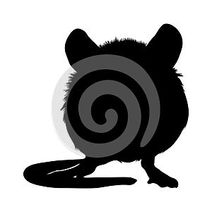 Standing Mouse Apodemus Sylvaticus On a Front View Silhouette Found In Map Of All Around The World