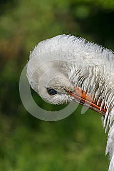 A standing napping white stork