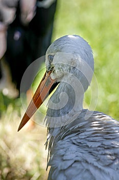 A standing napping white stork