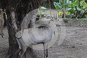 A standing nilgai the largest antelope
